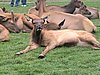 IMG_1189.JPG