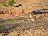 IMG_0632.JPG