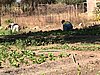 IMG_0697.JPG