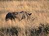 IMG_0730.JPG