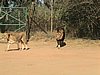 IMG_0923.JPG