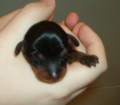 puppy.JPG